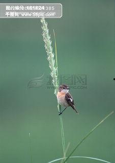 鸟鸣 下,探寻自然和谐之美